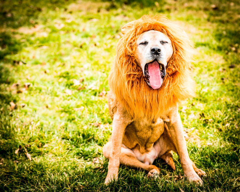 Grandpa Brutus _81D0069