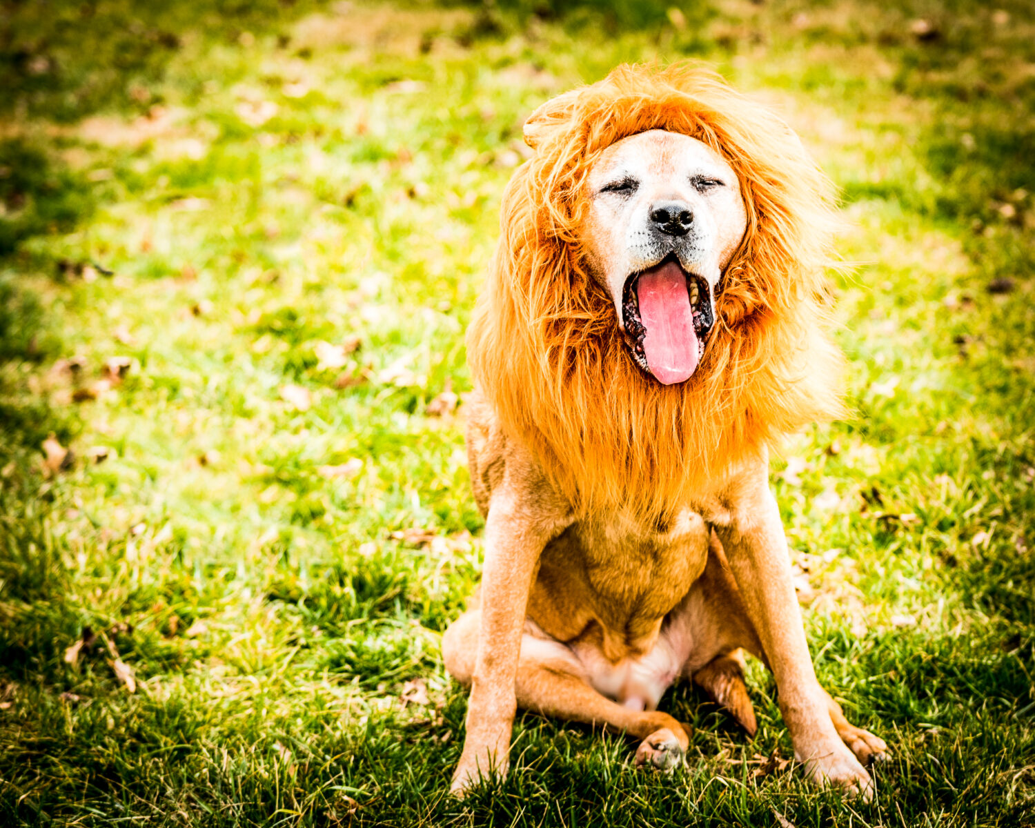 Grandpa Brutus _81D0069